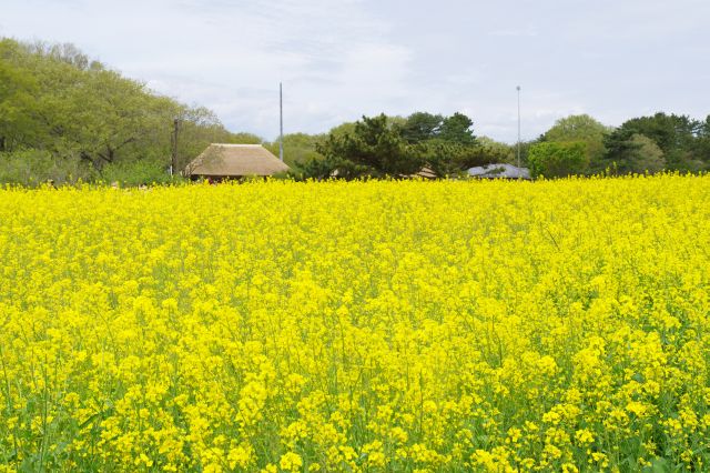 菜の花畑を抜けました。