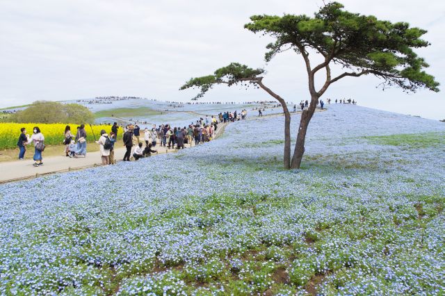 南側の道からのネモフィラ畑。