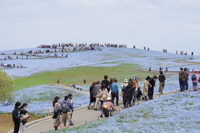 丘に沢山の人が登って行きます。