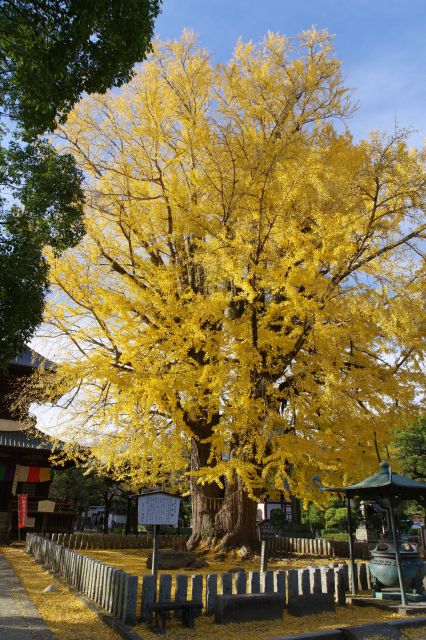 多宝塔前からの大銀杏。