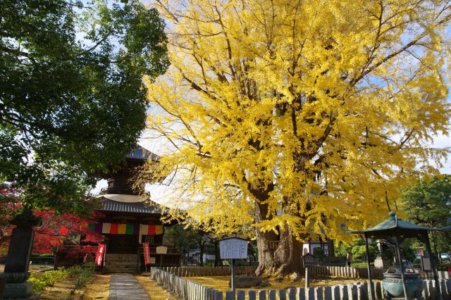 鑁阿寺（足利氏館）と大銀杏の写真ページへ