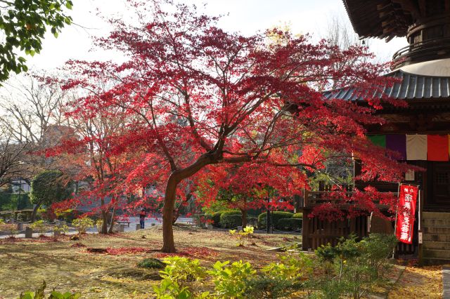 境内には紅葉も少しだけ見られます。