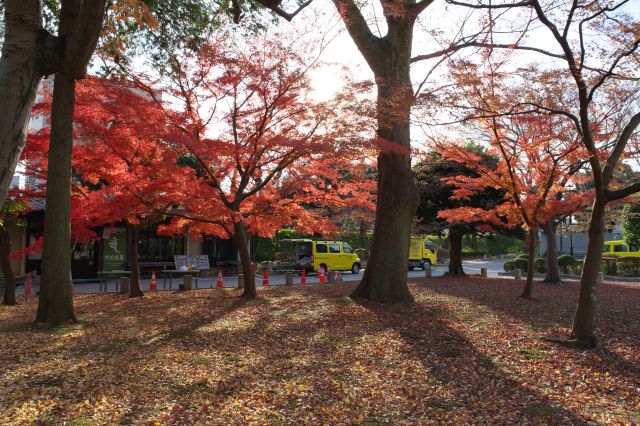 南側の紅葉エリアも美しい。