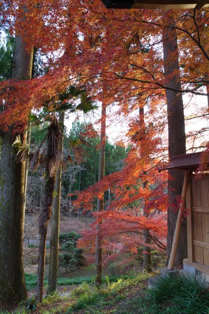 門の手前からも輝かしい紅葉が。