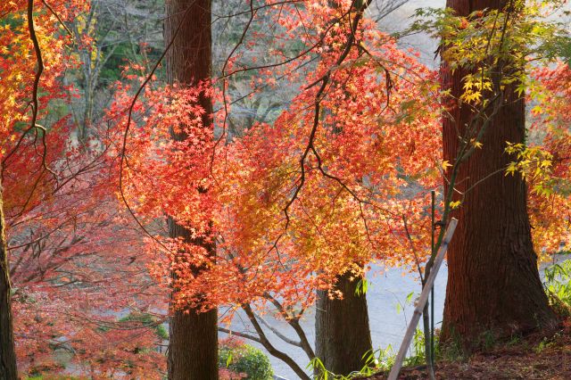 燃えるように輝く紅葉が美しい。