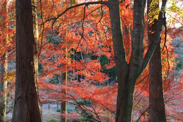 木々の間の紅葉。