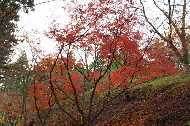 右手の斜面側にも紅葉があります。