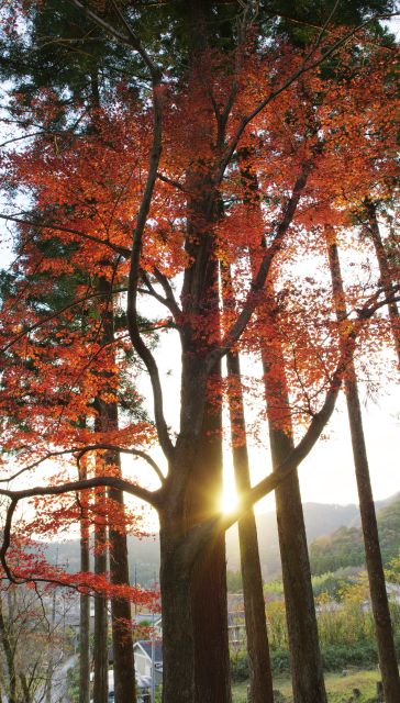 太陽の方を見ると紅葉が輝きます。