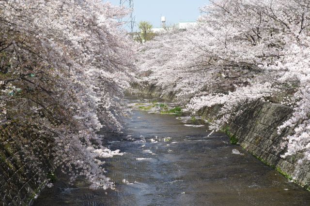 ズームしても奥の方まで桜がびっしり。