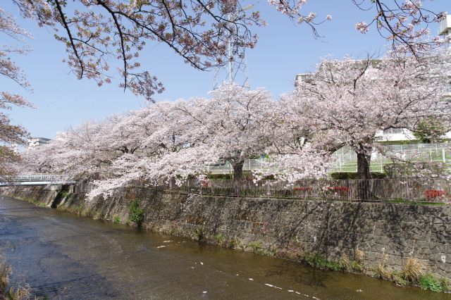 対岸も桜がいっぱい。