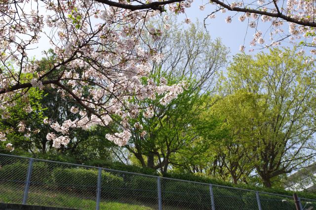 会下山（えげやま）公園の緑と桜。