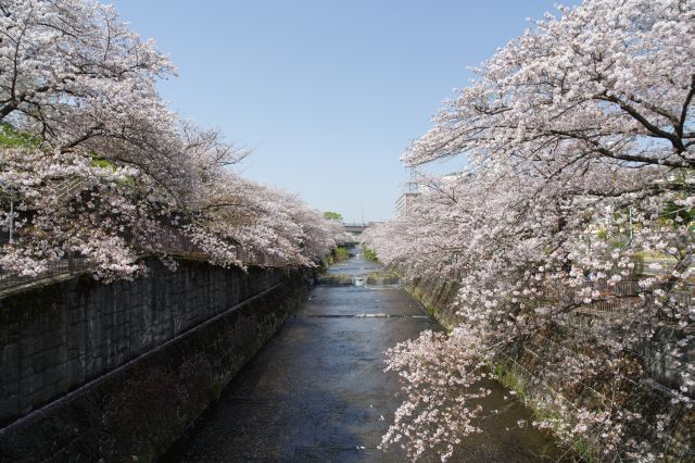 上流方向の風景。この先も両岸に桜がずっと続きます。