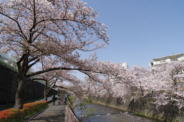 しばらく直線の川が続きます。