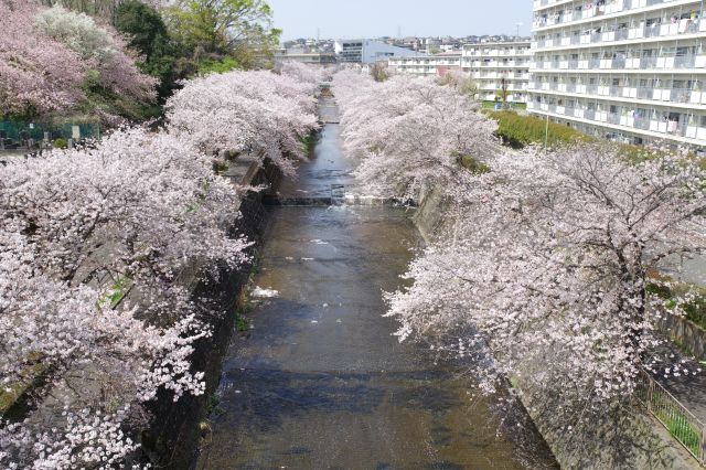 横断歩道を渡り上流方向の風景。この先も桜は途切れずに続きます。