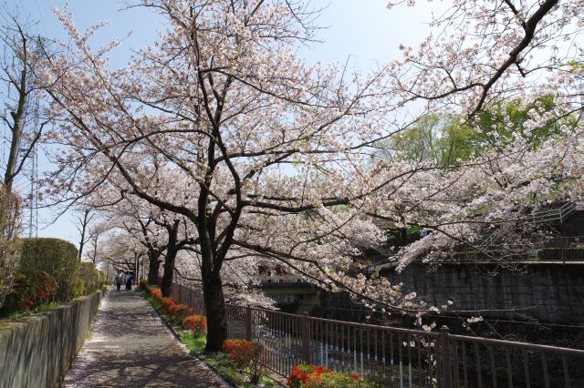 きれいな桜並木が続きます。