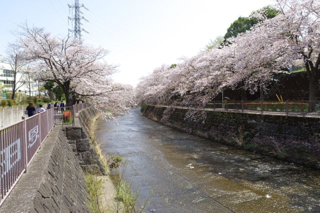 小学校前の川のカーブする区間へ。