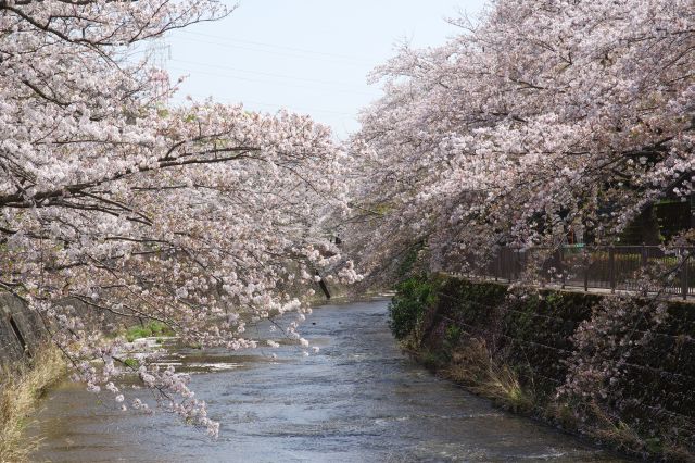 両岸に桜がひしめき合います。