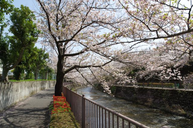 途切れる事なく続く桜並木。