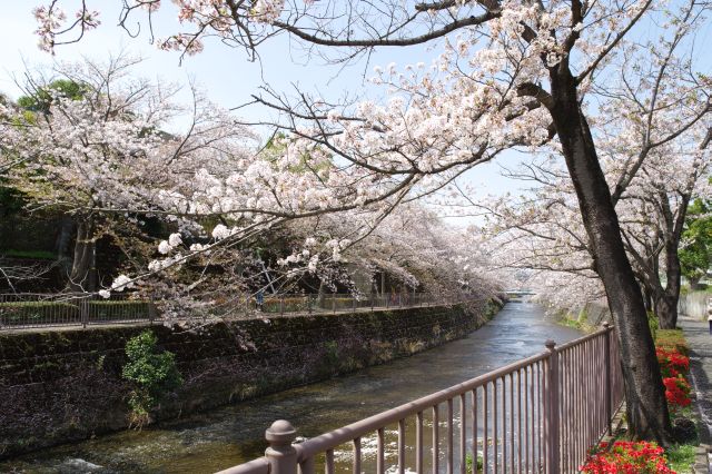 前も後ろも見事な桜並木です。