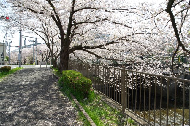 成瀬中央大橋に戻ってきました。