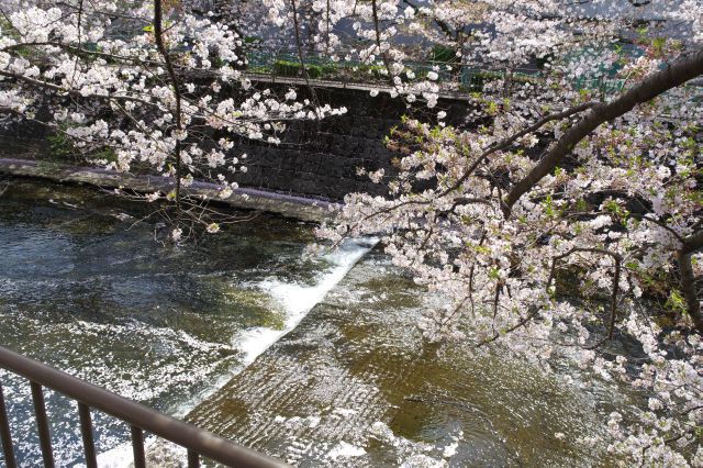 心地よい水辺と桜の木々。