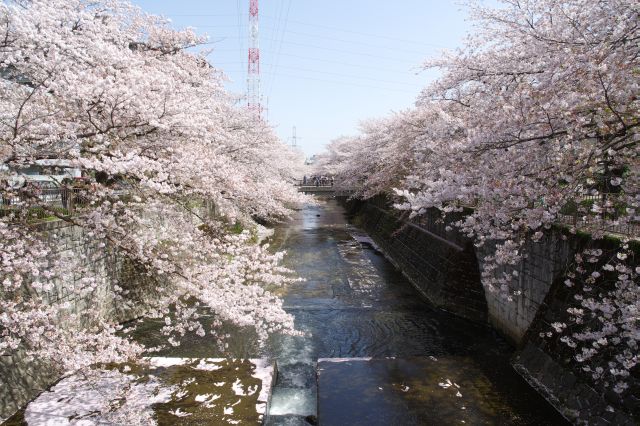 下流方向。この先も見事な桜の塊、終わる気配はありません。