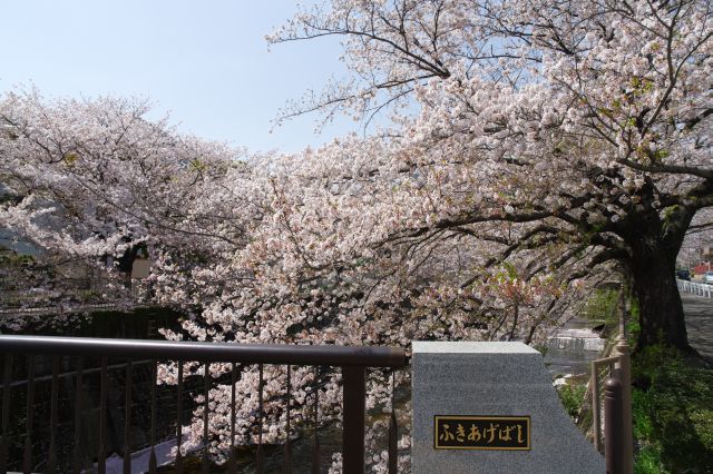 吹上橋へ。ひたすらあふれる桜たち。