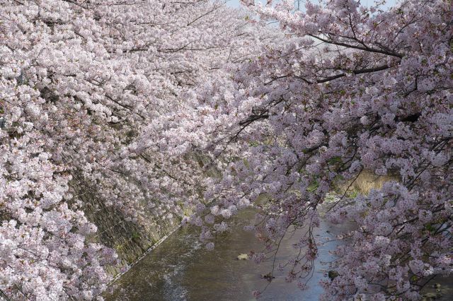 角度によっては一面桜の塊に。