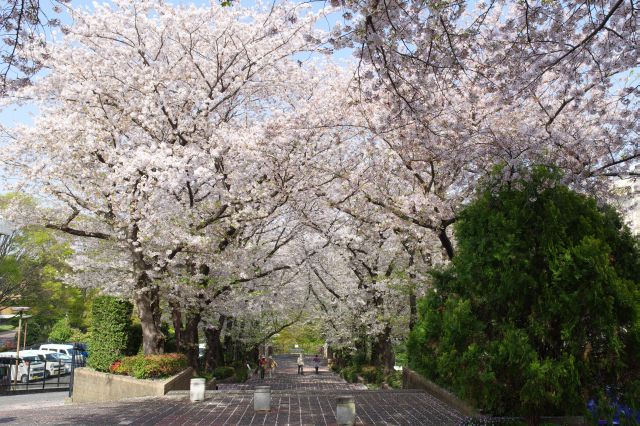 きれいな桜のアーチをくぐっていきます。