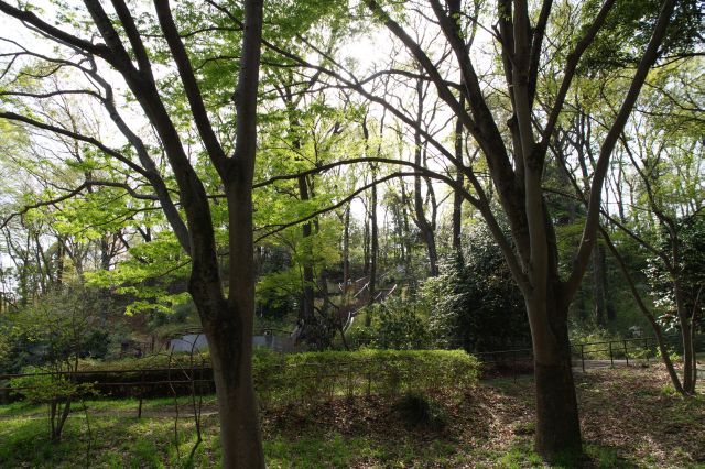 降りてきた階段方面。樹木に囲まれた自然豊かな公園です。