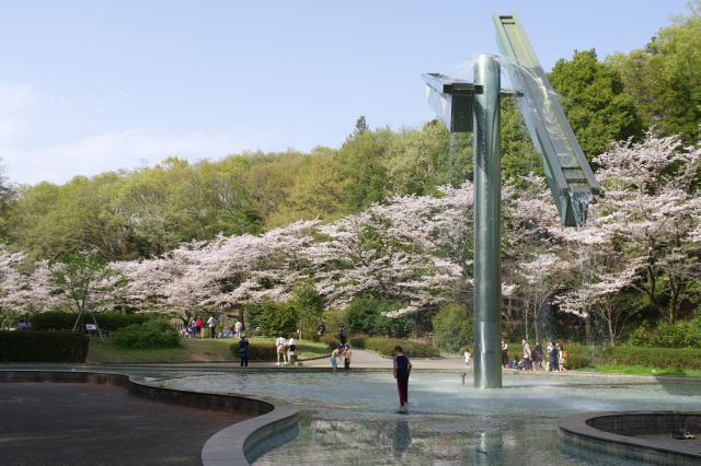 桜は隣の多目的広場へと続きます。