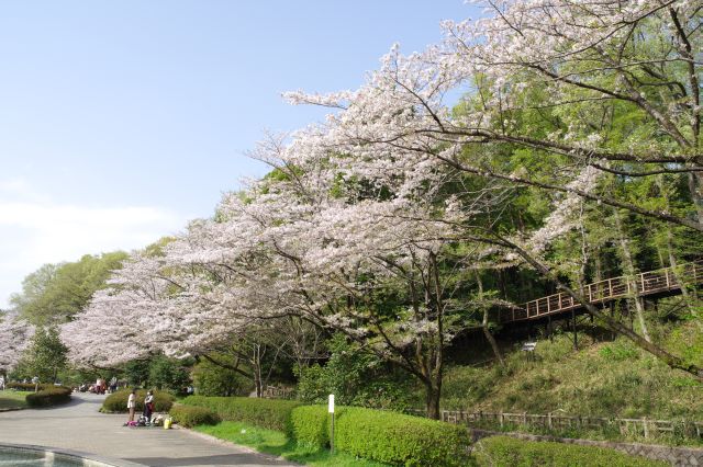 斜面には桜の木々があります。