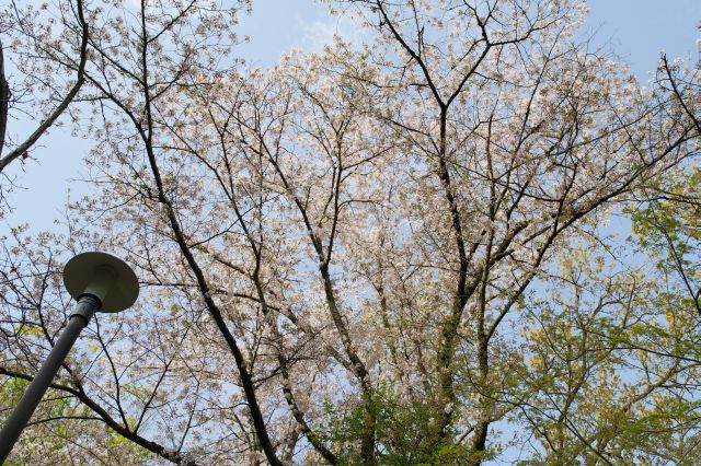 頭上に少しだけ桜の木。