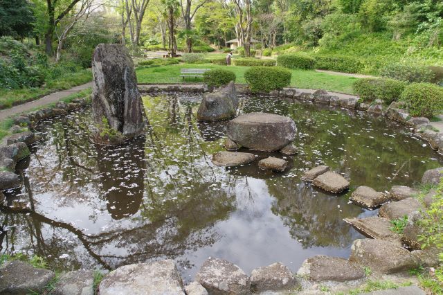 丸い池があります。水面には桜の花びらが浮かんでいます。