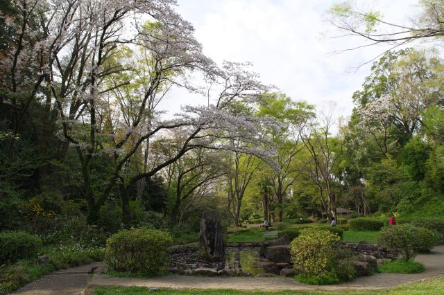 池の上を背の高い桜の木が覆っています。