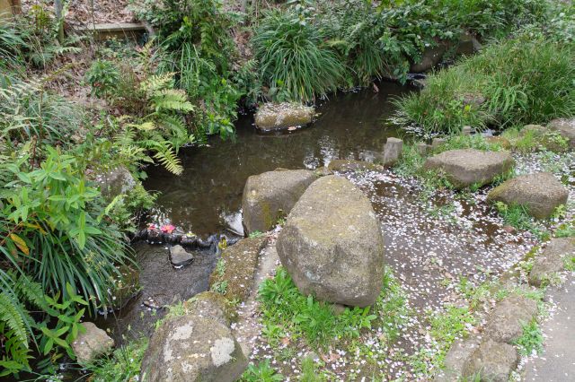 自然な小川と地面の桜の花びら。