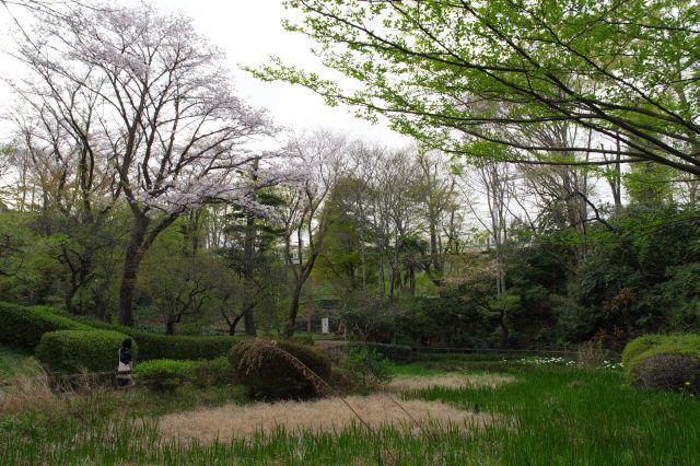 カキツバタ園より。桜の木や土手上には小田急線。