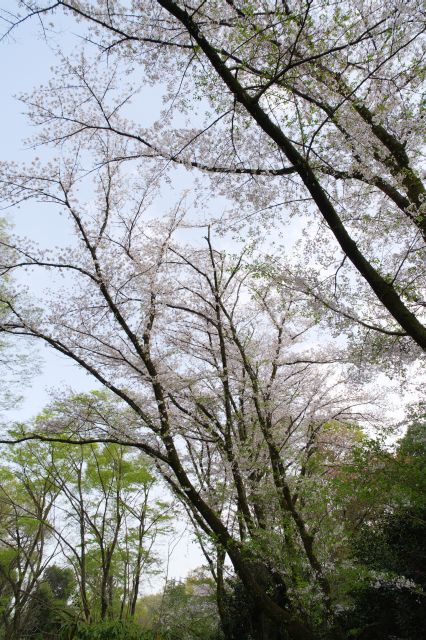 頭上には背の高い桜の木があります。