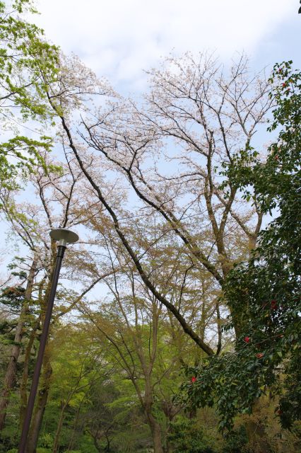 ちょっと見づらいですが頭上の桜。