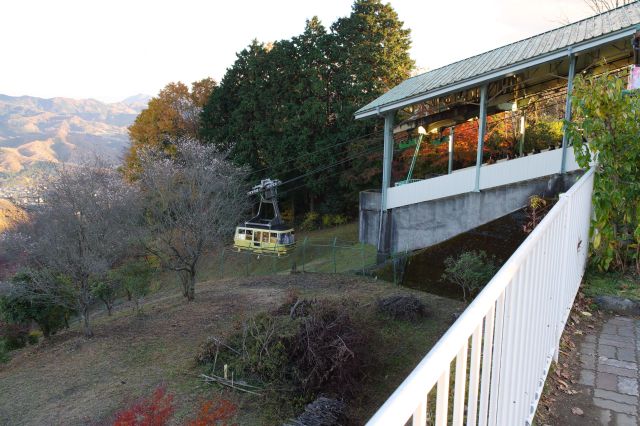 沢山の人を乗せて行き来するロープウェイ。左の斜面には冬桜？