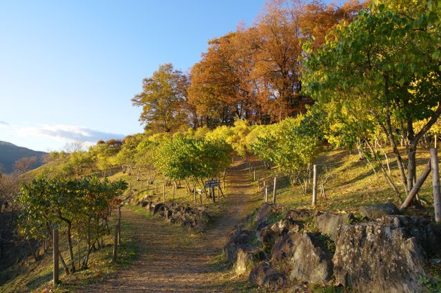 さらに登り左は山頂へ向かう道。