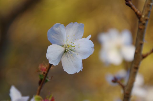 珍しい冬桜も見物です。