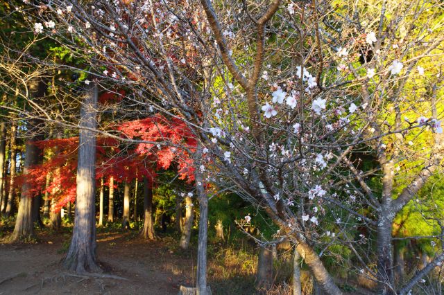 紅葉と冬桜を同時に見られます。