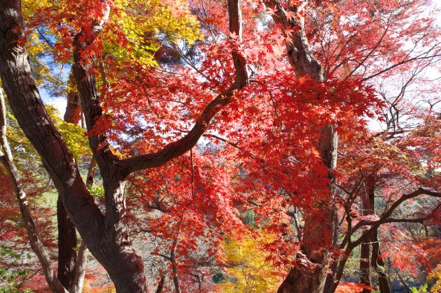 頭上には密度の濃い輝かしい紅葉が見られます。