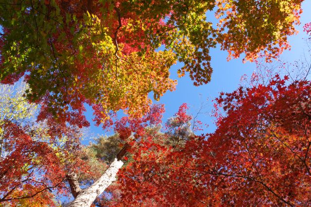 様々な色で美しく輝く頭上の紅葉。