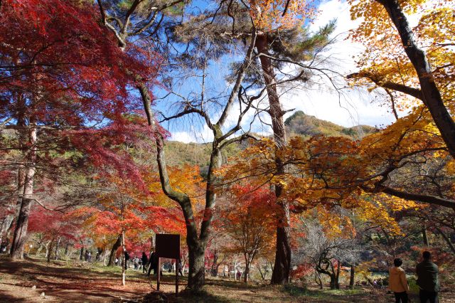 月の石もみじ公園・虎岩の写真ページ