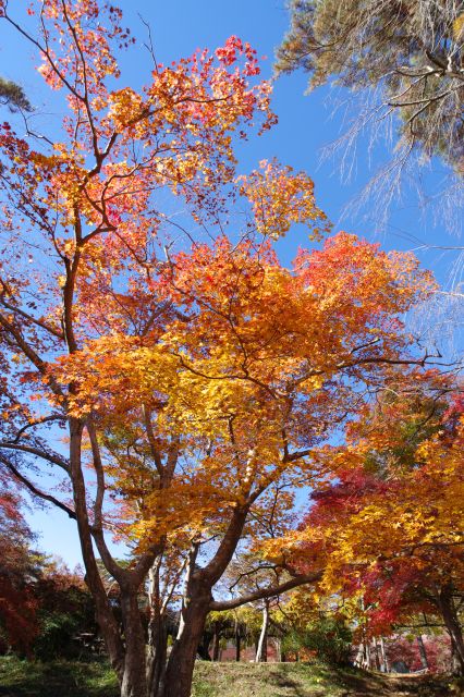 高さのある立派な紅葉の木々。