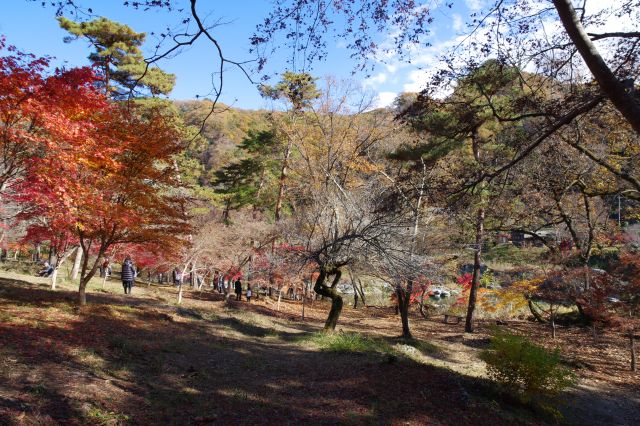 斜面上の公園に広がる木々。