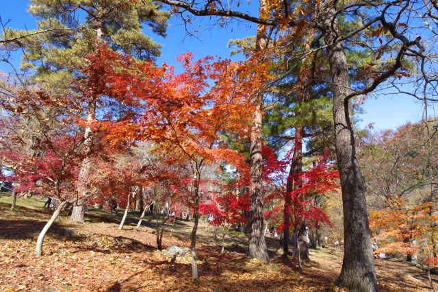 下の方の紅葉の木の前へ。