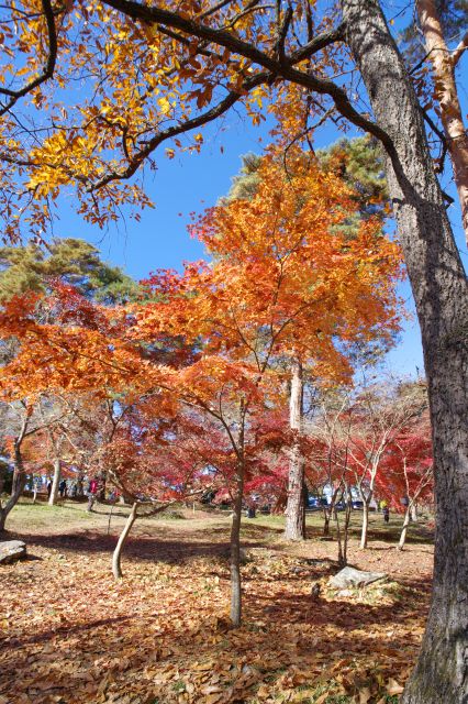 斜面下から見上げる輝く紅葉。